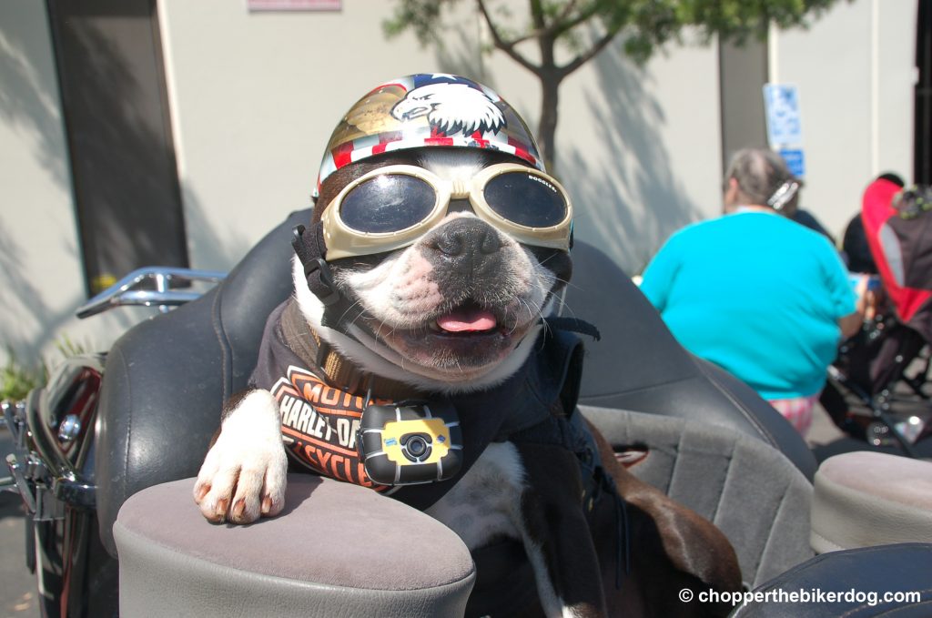 Chopper in goggles - Chopper the Biker Dog, therapy dog