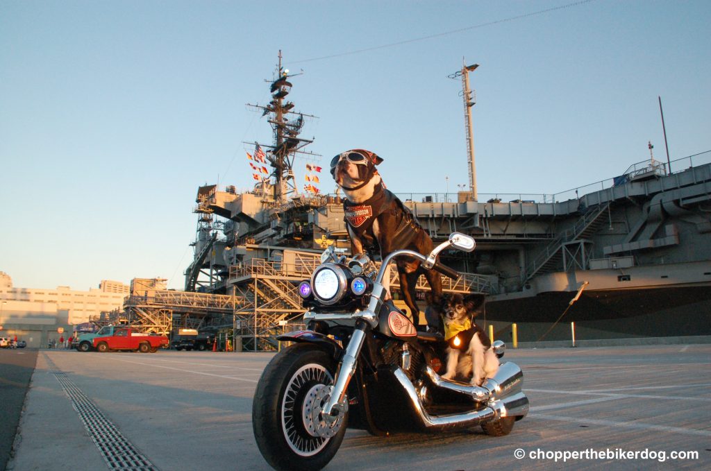 Chopper at the USS Midway - Chopper the Biker Dog