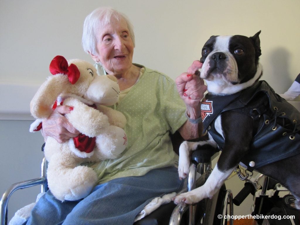 Chopper visiting patient - Chopper the Biker Dog