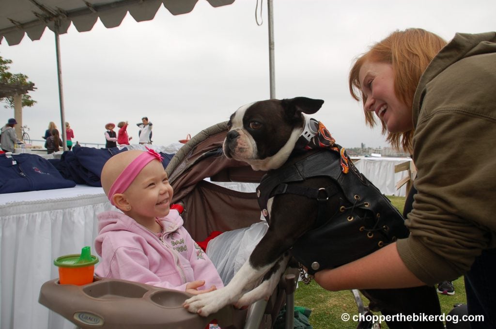 Chopper with cancer patient girl - Chopper the Biker Dog