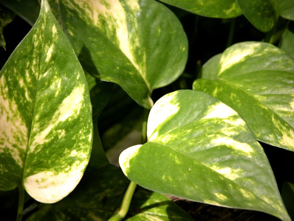 Epipremnum Aureum - poisonous plants for dogs