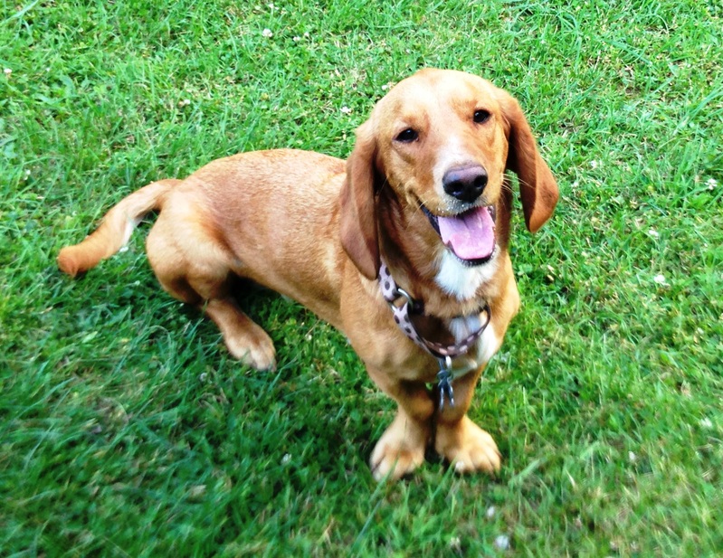 5 Surprisingly Awesome Apartment Dogs Rover Blog