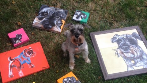 Schnauzer portrait - dog portrait
