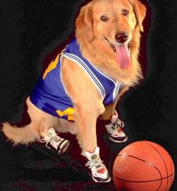 Air Bud - celebrity dog