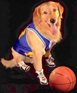 Air Bud - celebrity dog