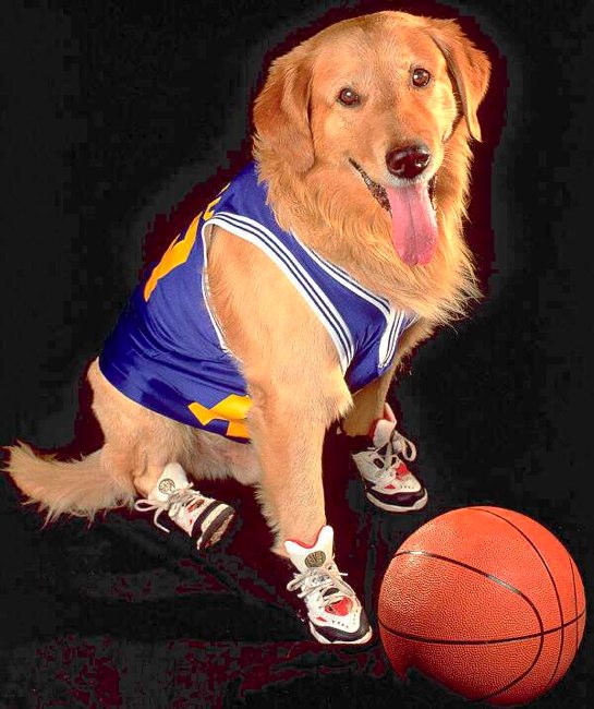 air-bud.jpg