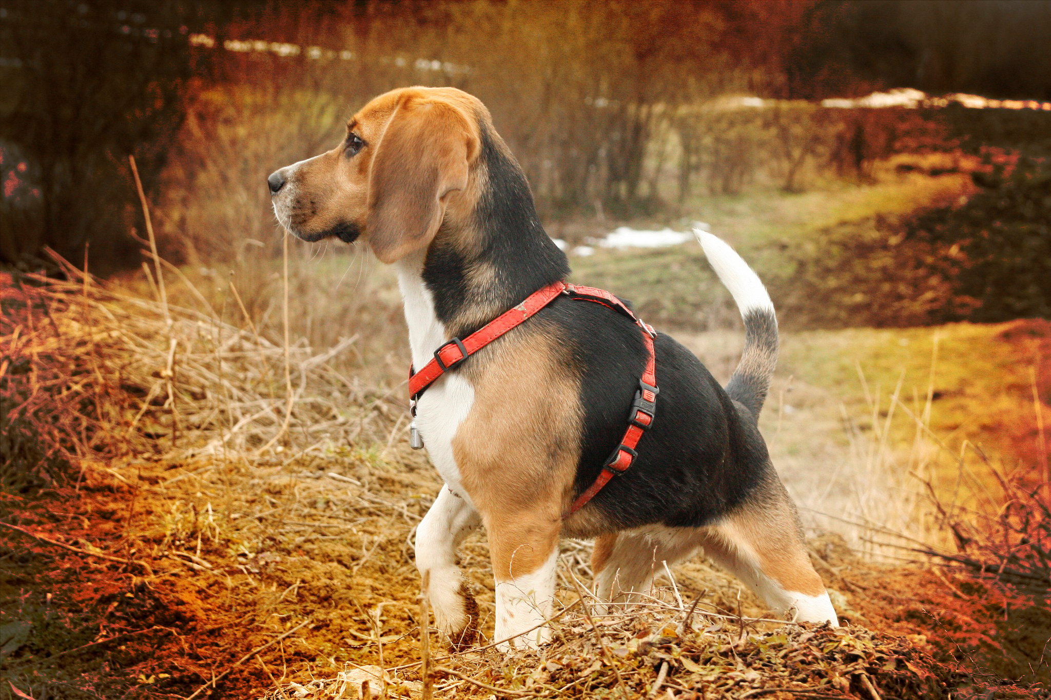 The Beagle Personality What To Watch Out For And What You Ll Love
