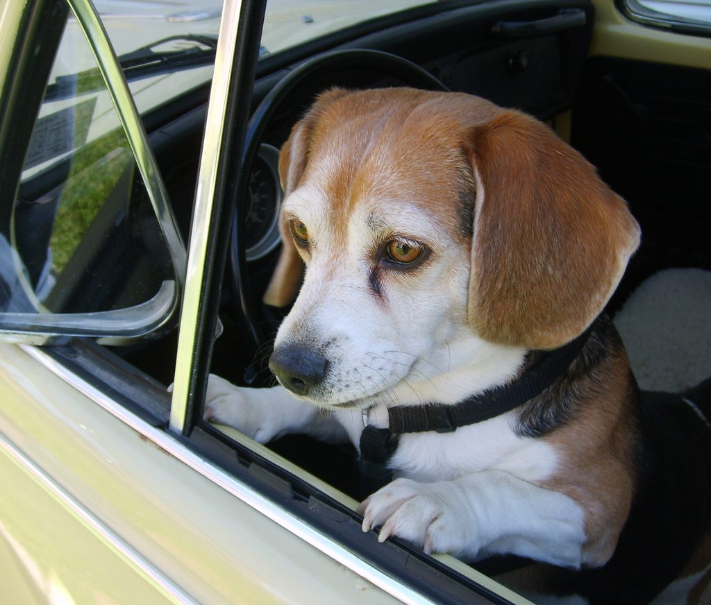 Beagle in a car - beagle personality