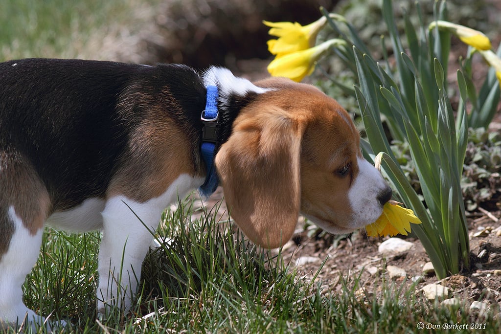 Beagle smells flower - beagle personality