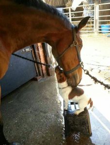 Big horse dog friendship