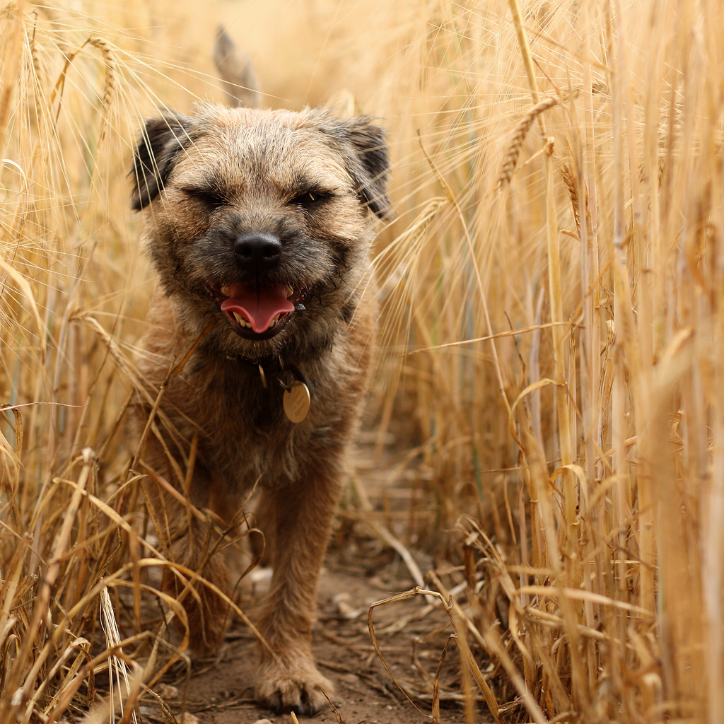 Border terrier guard dog - boston terrier personality