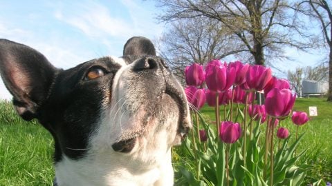 Smelly Boston terriers - Boston terrier personality