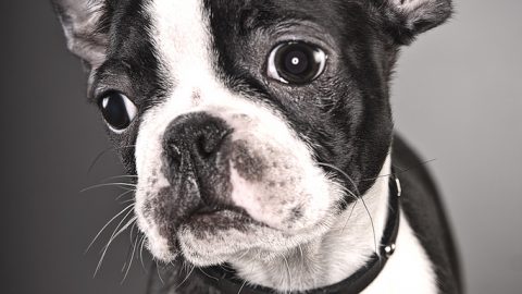 Boston terrier gentleman - boston terrier personality