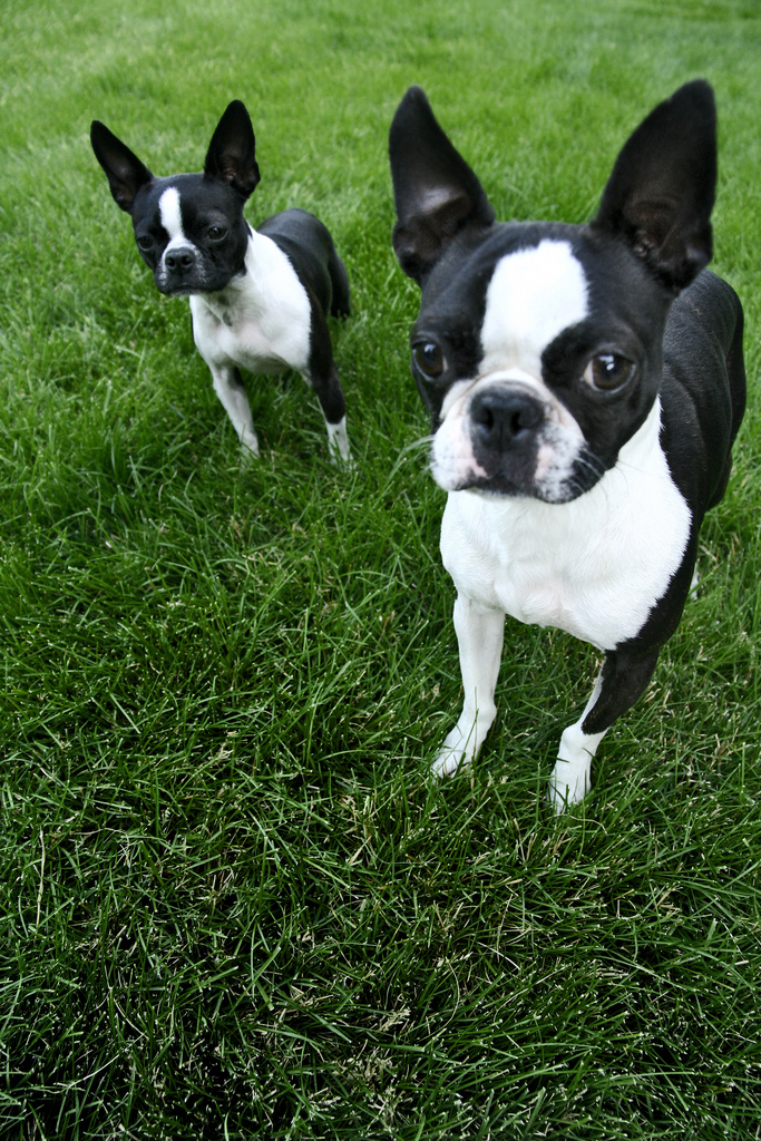 Border terriers vs. Boston terriers Personality and More