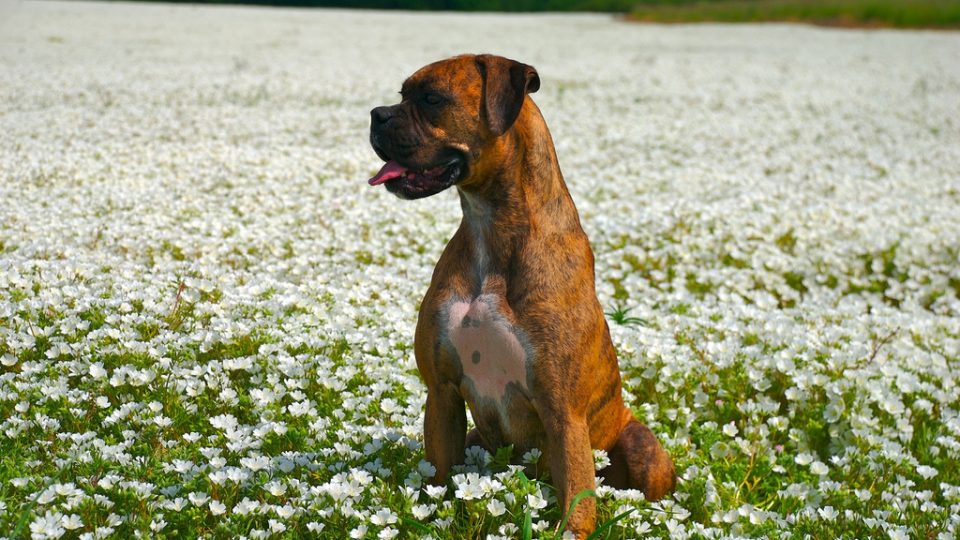 Boxer in field of flowers - boxer personality