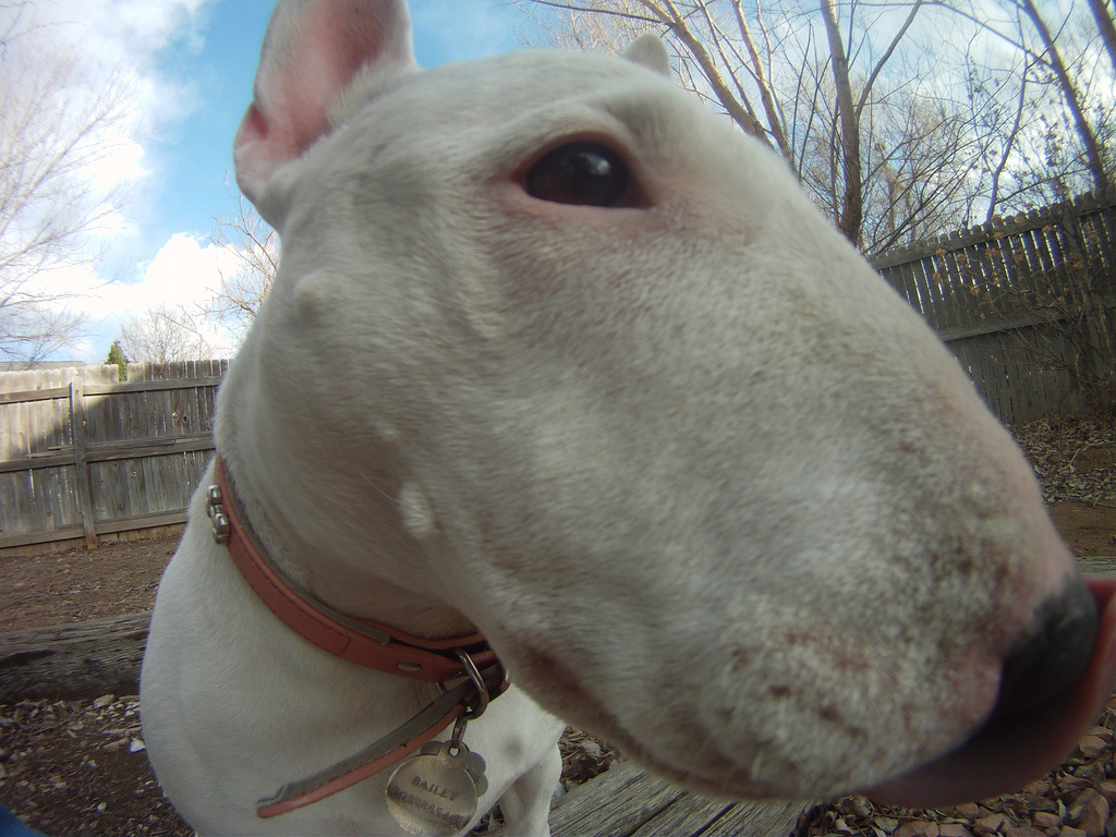 The Top 5 Dog Commercials of the '90s