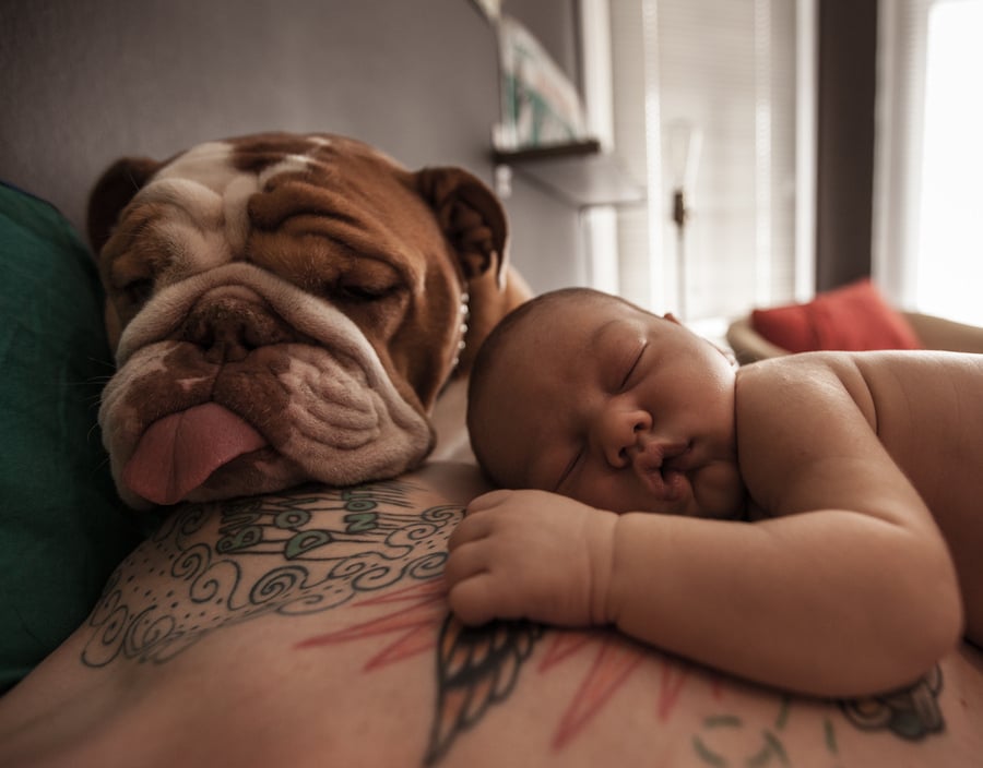 Baby and English bulldog sleeping - English bulldog personality