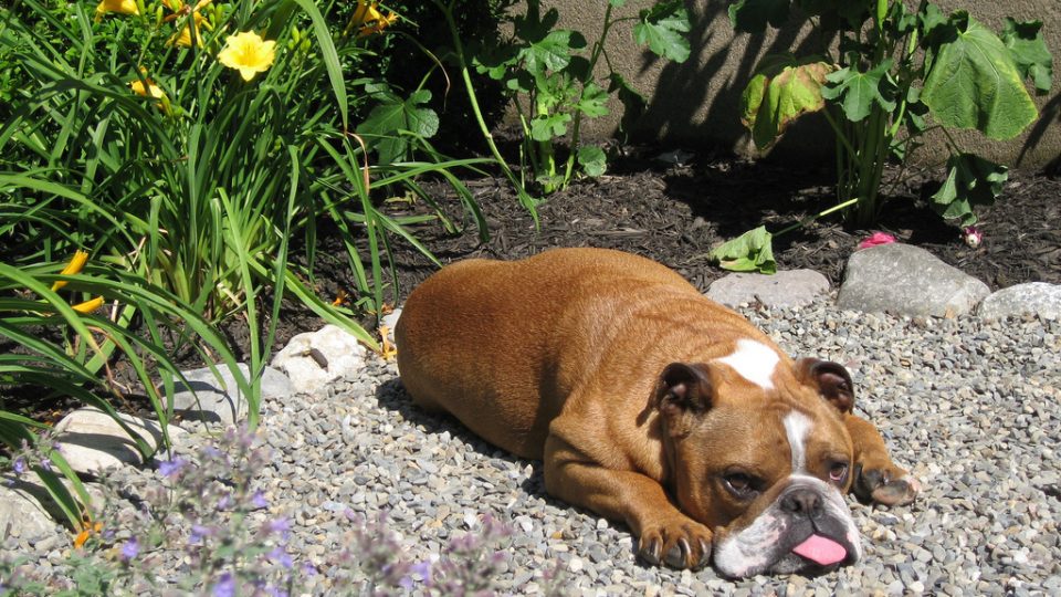 Bulldog with his tongue out - english bulldog personality