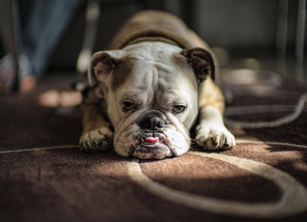 Bulldog with his tongue out - English bulldog personality