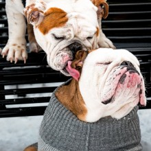 what does the pug say pug rover what does the pug say pug rover
