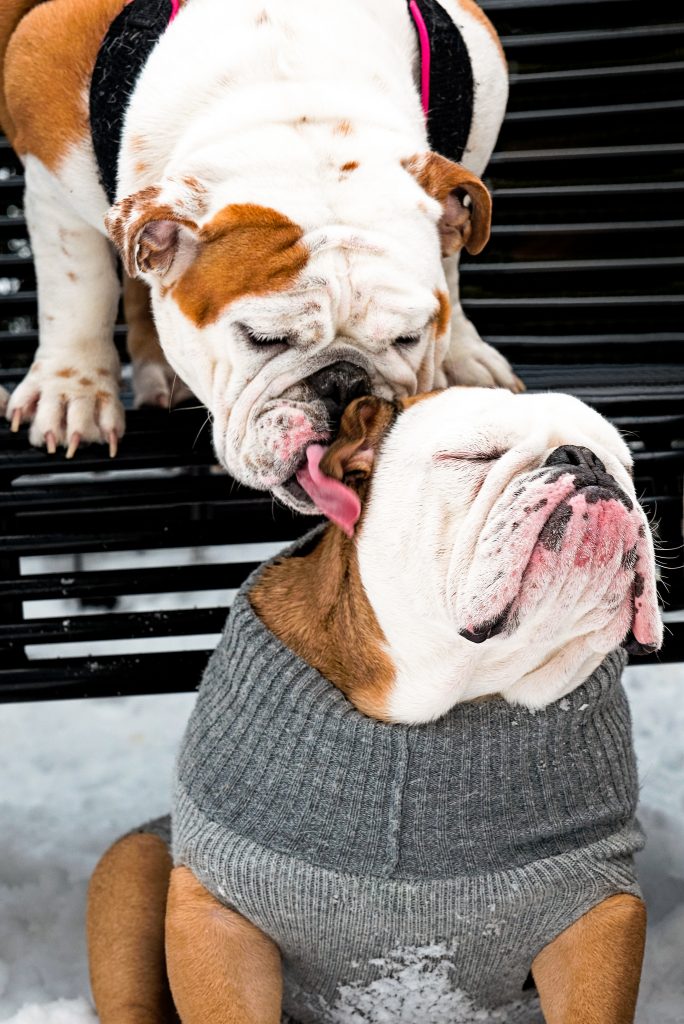 Bulldogs licking - what does my dog say about me?