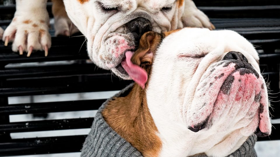 Bulldogs licking - what does my dog say about me?