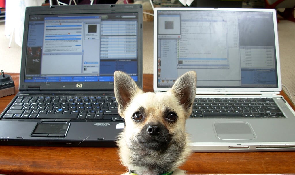 the-top-7-apps-for-dog-lovers