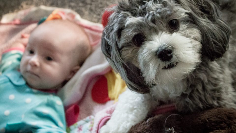 Dog or baby quiz