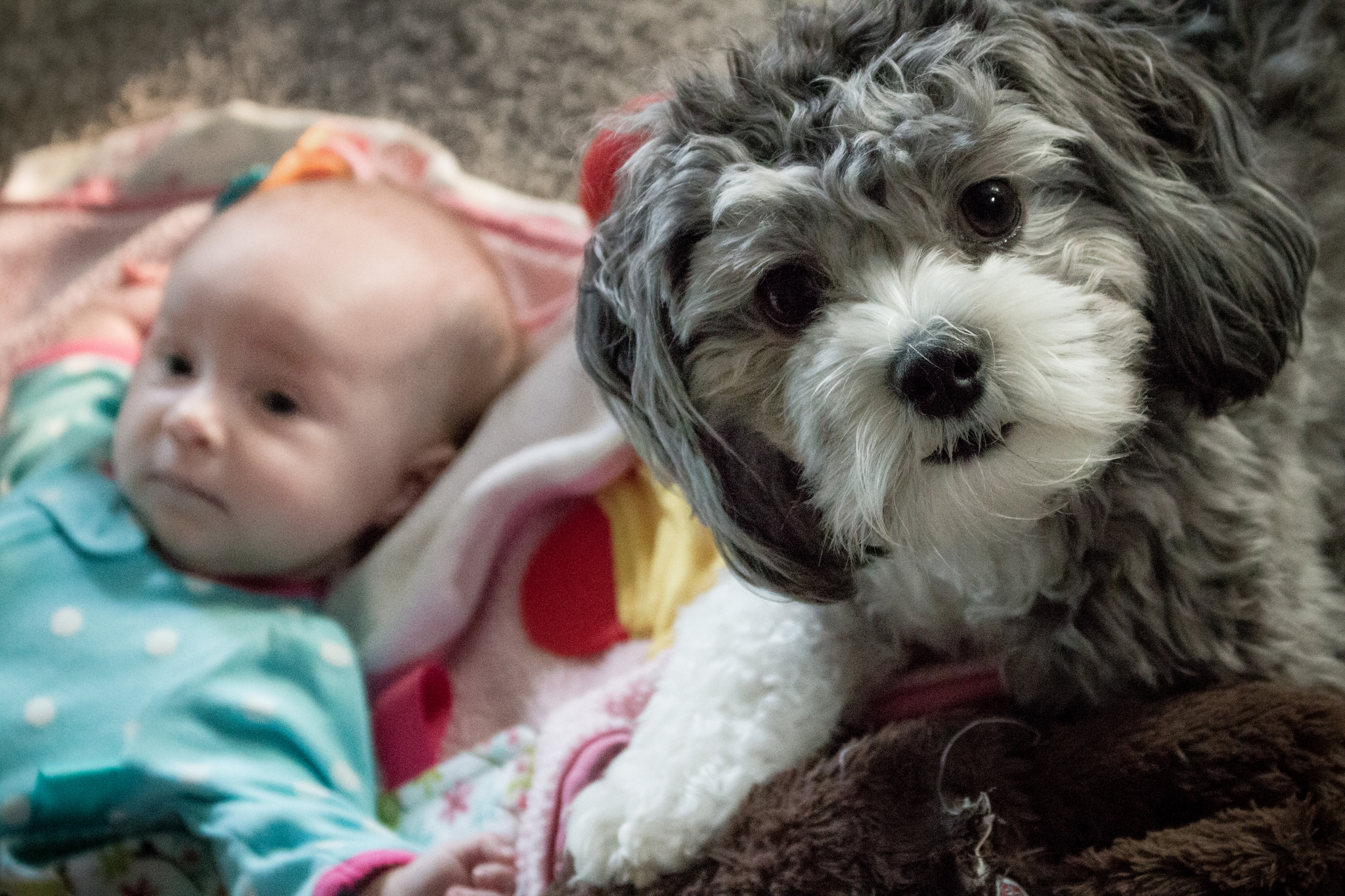 Dog or baby quiz