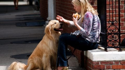 Dog and lady lunch - dog-friendly Boston
