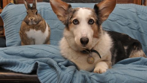 Bunny dog friendship