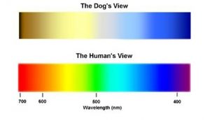 dog-myths-color-vision