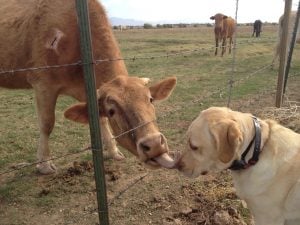 Cow dog friendship