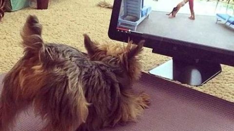 Dog doing yoga