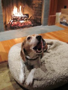 Dog at a fireplace - healthy homemade dog food