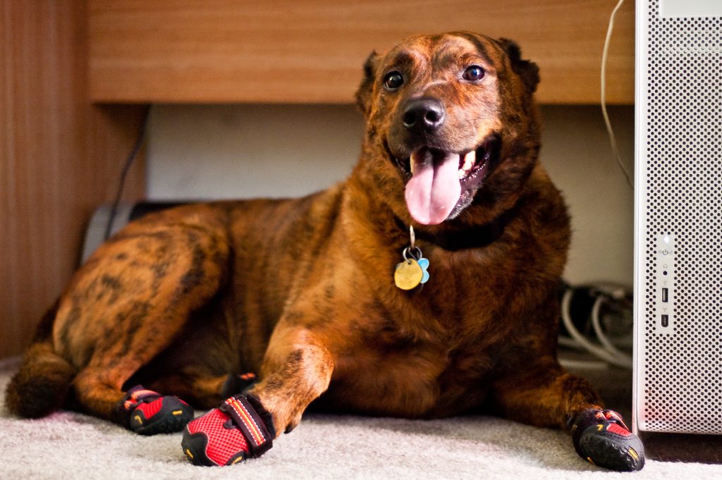 Dog in boots - best dog boots