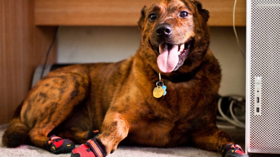 How to Find the Best Dog Boots for All Seasons
