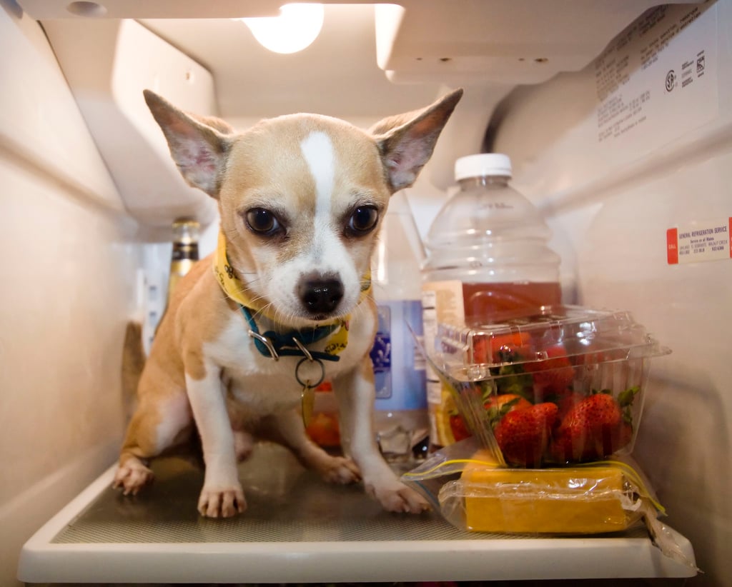 15 Dogs Better at Housekeeping than You The Dog People by