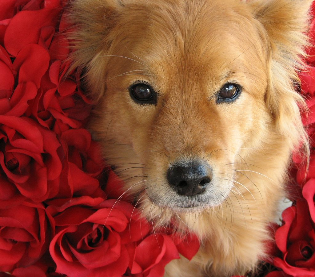 Flower Names For Dogs 45 Gorgeous Dog Names Beyond Daisy And Lily