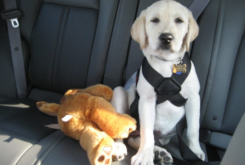 Car Seat Belt For Dogs Uk Car Seat Belt For Dogs Uk