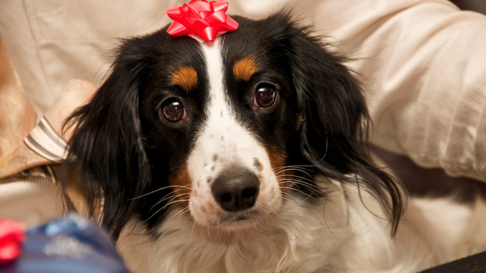 the top 7 gifts for dog owners