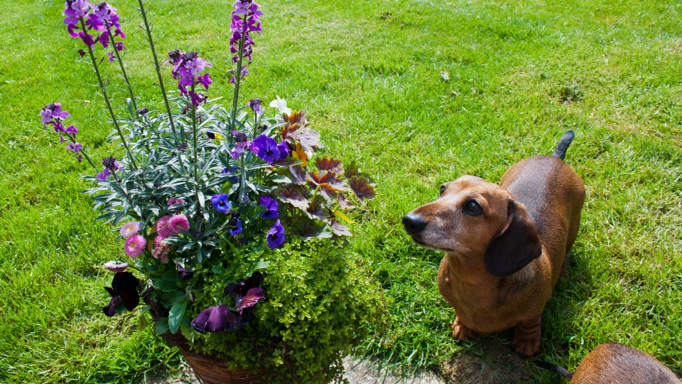 Is Plant Food Poisonous To Dogs Is Plant Food Poisonous To Dogs