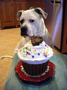Doggie cupcakes - healthy homemade dog food