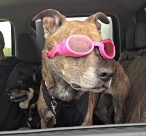 Doggles - dog road trip