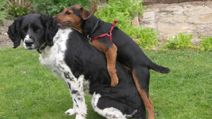 why does my puppy hump so much why do dogs hump sexuality 101 rover why does my puppy hump so much why do dogs hump sexuality 101 rover