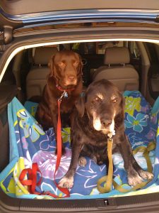 Dogs in a car - dog road trip