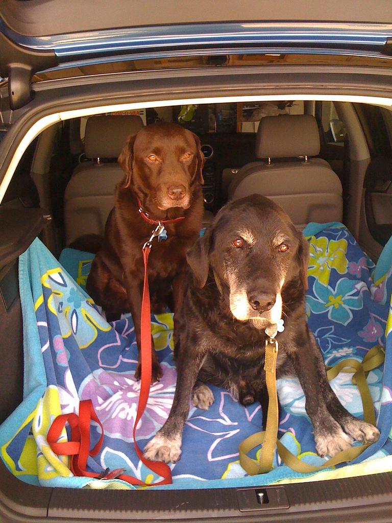15 tips for a sweet summer road trip with your dog