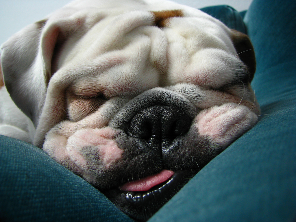 Sleepy-faced English bulldog - English bulldog personality