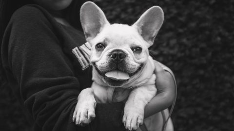 Smiling French bulldog personality