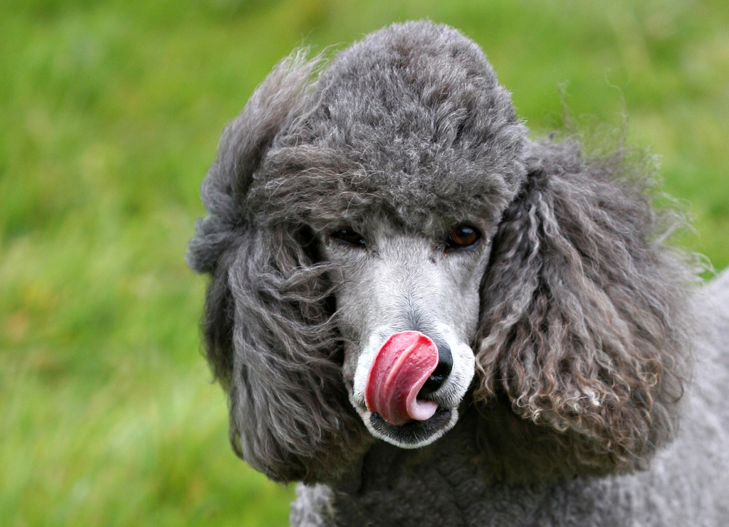 Gray poodle - what does my dog say about me?